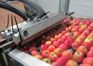 Trocknungsanlagen Lebensmittel - Oberflächentrocknung Äpfel
